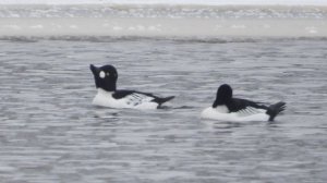 Утка Гоголь на зимовке в Великом Новгороде, наблюдение птиц, 18 января 2026