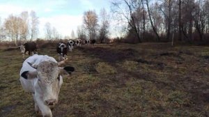 Ведём Бычков