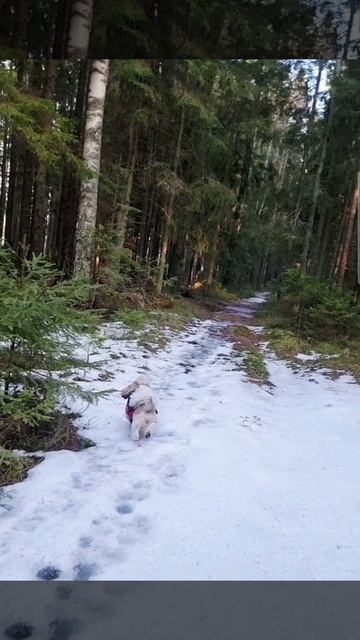 Прогулка в лесу. смотреть онлайн