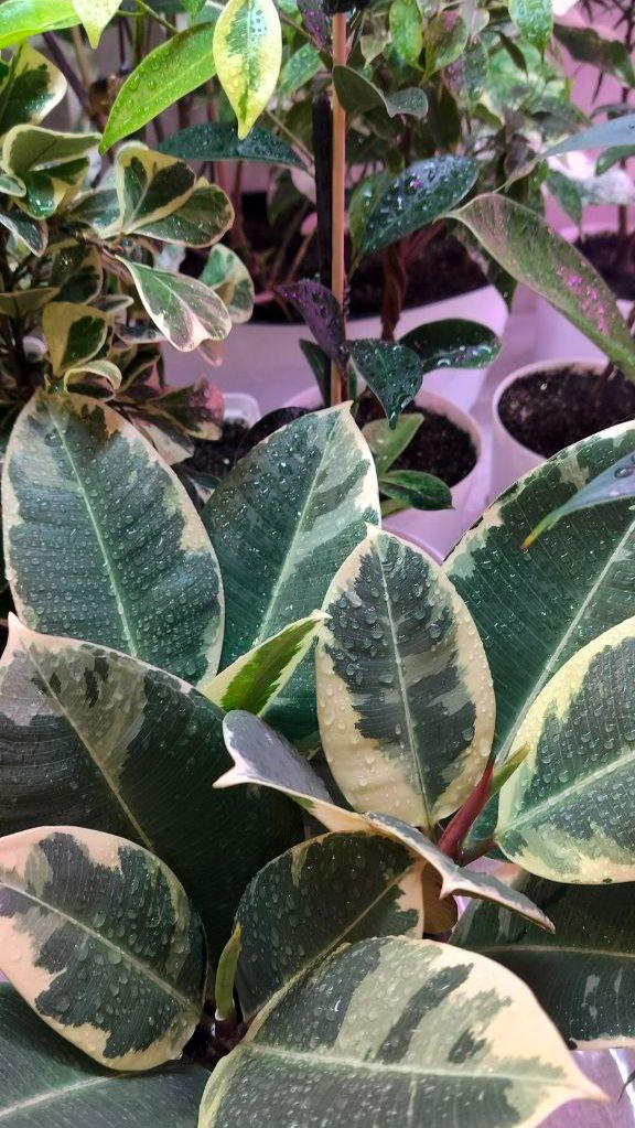 КРЕЩЕНИЕ ФИКУСОВ #plants #цветыдлядома #garden смотреть онлайн