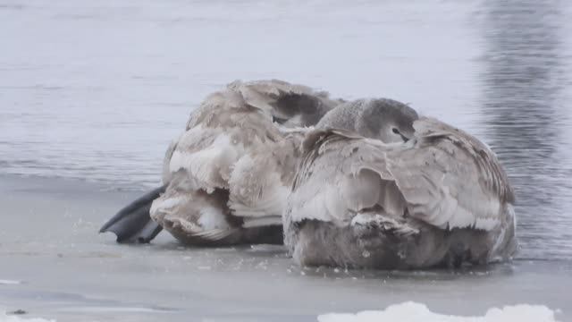 Лебедь Шипун на зимовке в Великом Новгороде, наблюдение птиц, 18 января 2026 смотреть онлайн