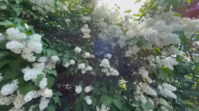 прогулка по красивым местам🌸🌸🌸☘️🌿 смотреть онлайн