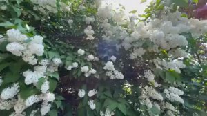 прогулка по красивым местам🌸🌸🌸☘️🌿