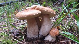 ДОБРОЕ УТРО БЕЛЫЕ ГРИБЫ !!! ТИХАЯ ОХОТА СБЫЛАСЬ !