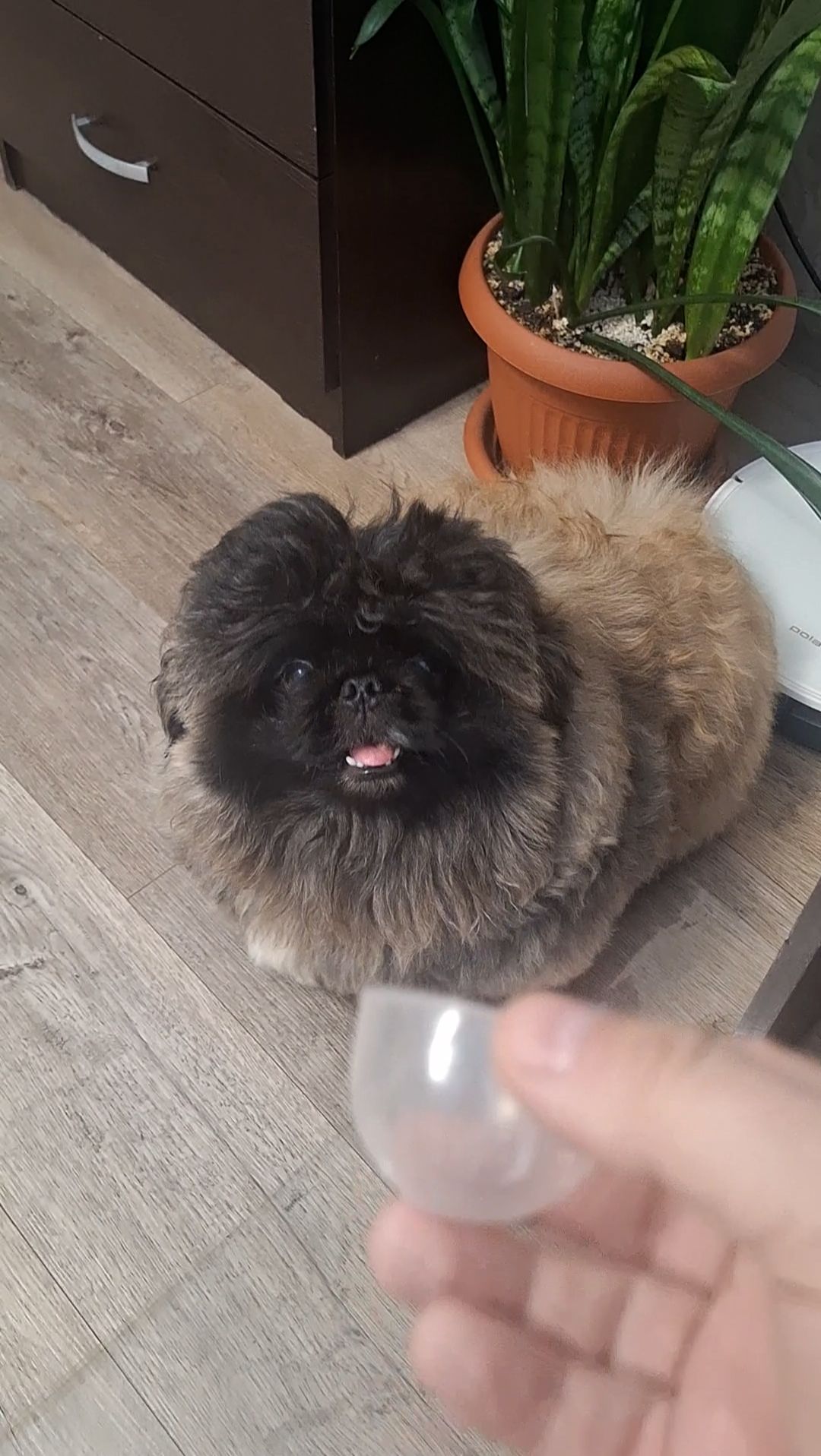 Пекинес Дендик играем смотреть онлайн