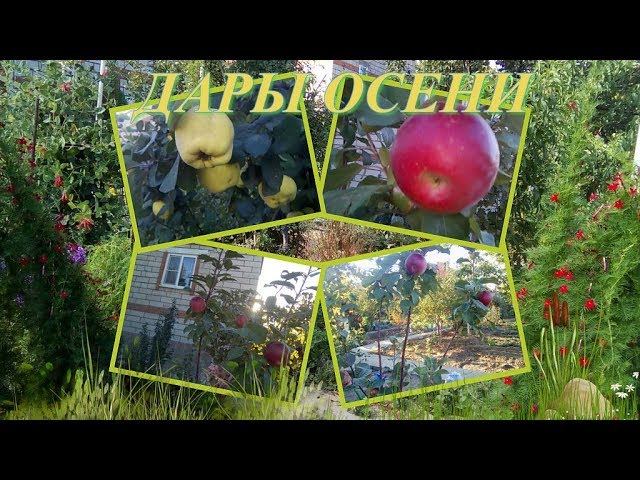 ПРОГУЛКИ ПО ОСЕННЕМУ САДУ, ДАРЫ ОСЕНИ, УРОЖАЙ 2017 смотреть онлайн