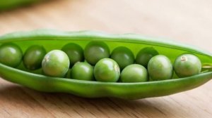 ЗЕЛЕНЫЙ ГОРОШЕК В КУЛИНАРИИ
