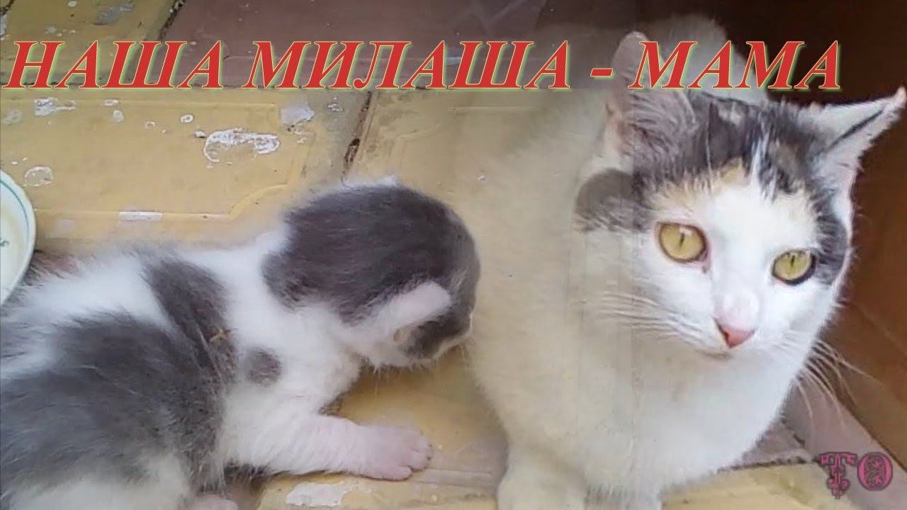 НАША КОШКА МИЛАШКА СТАЛА МАМОЙ, КУРЫ ГУЛЯЮТ смотреть онлайн