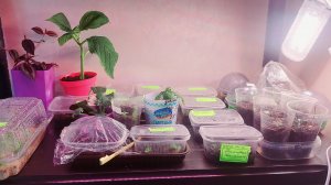 Вести с рассадного стеллажа🌱🌸