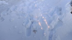 17 января, вечернее кормление гусей