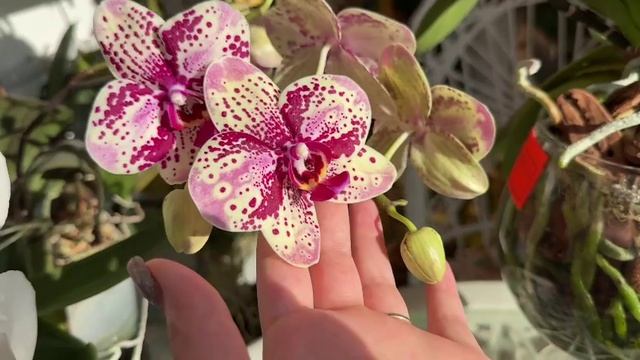 Монтирую ролик , решила что нужно показать вам кусочек смотреть онлайн