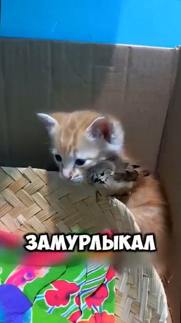 Какая крепкая дружка между котёнком и птичкой 🐱🐦 смотреть онлайн