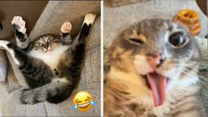 СМЕШНЫЕ КОТЫ 🤣😼 ПОПРОБУЙ НЕ ЗАСМЕЯТЬСЯ! ПРИКОЛЫ С КОТАМИ, СМЕШНЫЕ ЖИВОТНЫЕ