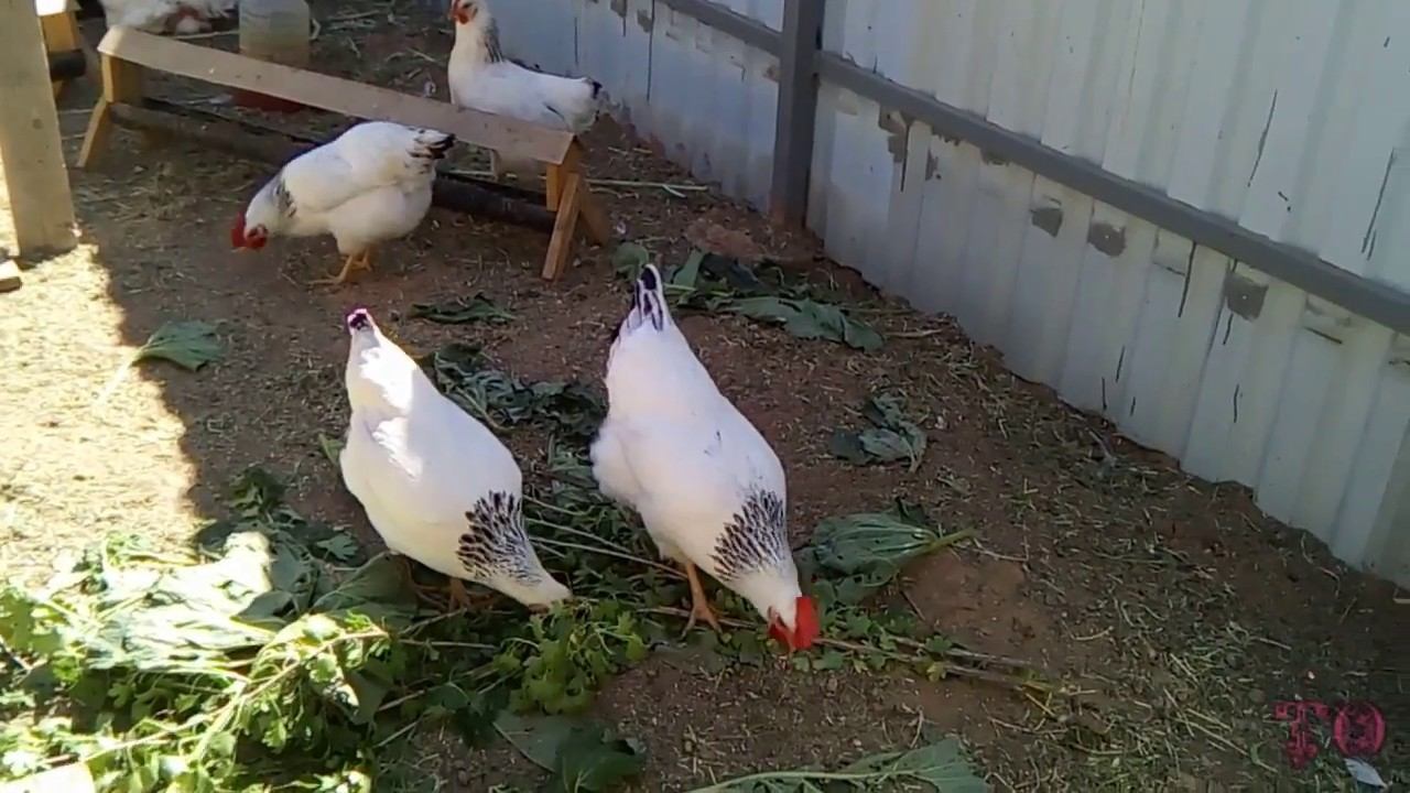 НАШЕ МАЛЕНЬКОЕ ХОЗЯЙСТВО, КУРЫ ЗАНЕСЛИСЬ смотреть онлайн