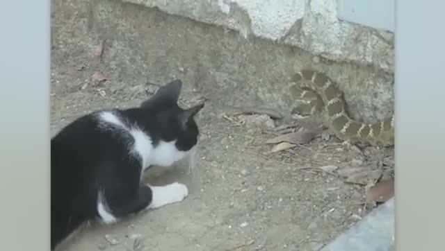 Вот на Что Способен Кот в Ярости против Диких Животных. смотреть онлайн