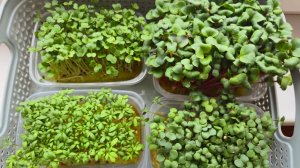 Красивая микрозелень