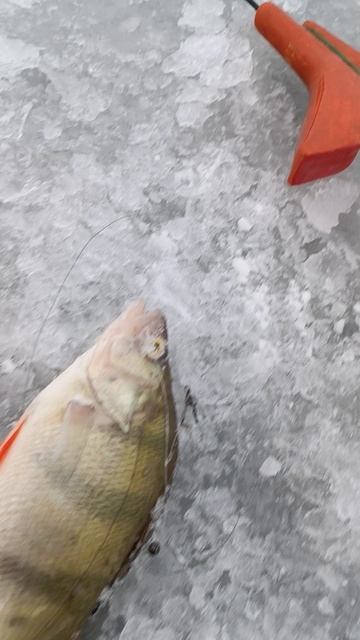 окунь, Куршский залив смотреть онлайн