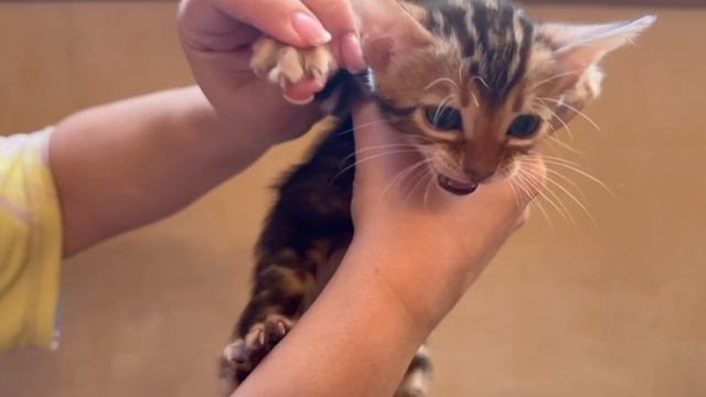 Девочка 1 смотреть онлайн