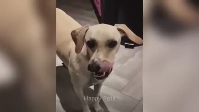 Самые смешные животные сделают ваш день ярче. смотреть онлайн