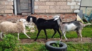 Третий - лишний