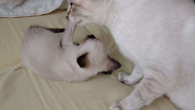 Купидон вот такой красавец