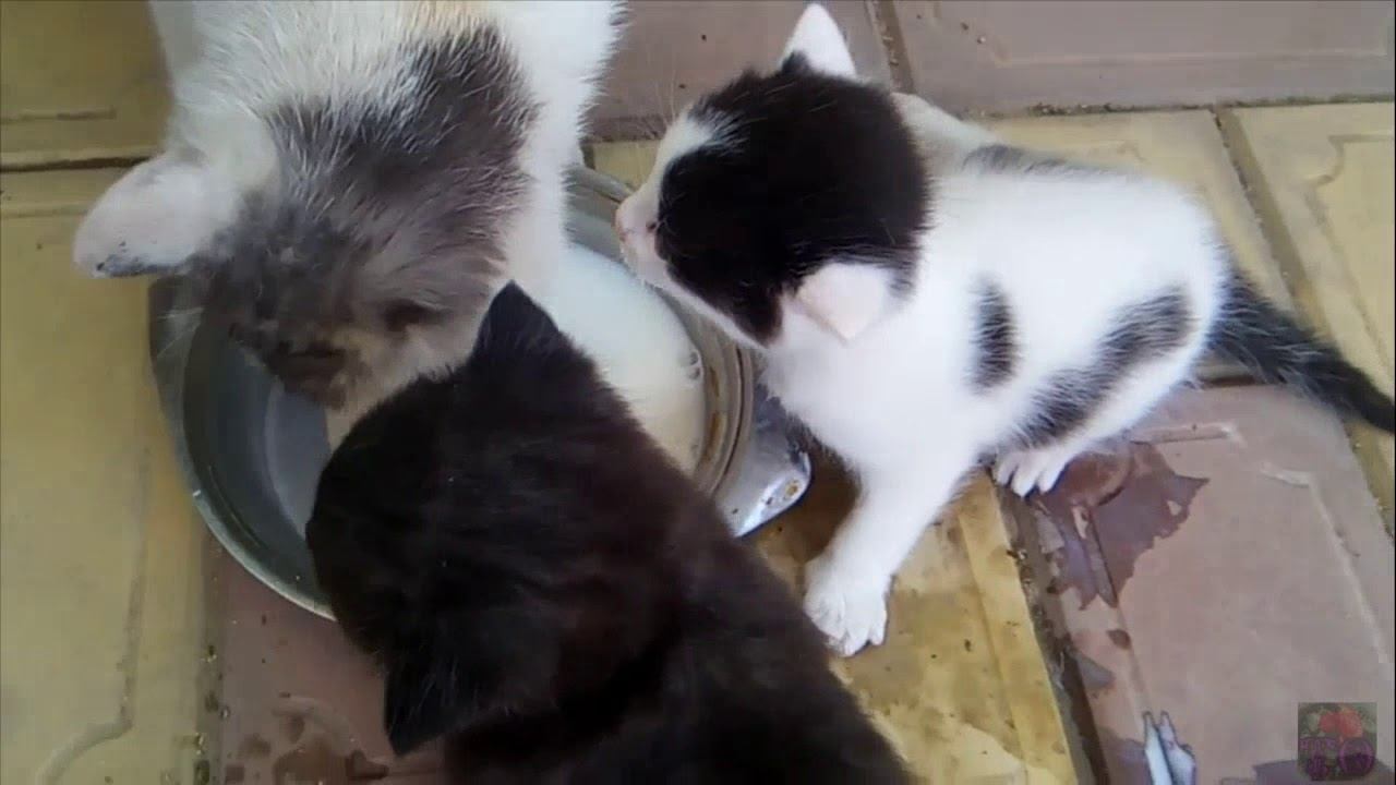 КОТЯТА УЧАТСЯ ЕСТЬ САМОСТОЯТЕЛЬНО ИЗ БЛЮДЦА смотреть онлайн