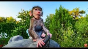 Ангелина РЫЧИТ КАК ЛЕВ, а Люся сидит в позе СВЯЩЕННОГО БАБУИНА на голове тигра!