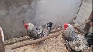 Сибирские морозы. Куры в теплице.