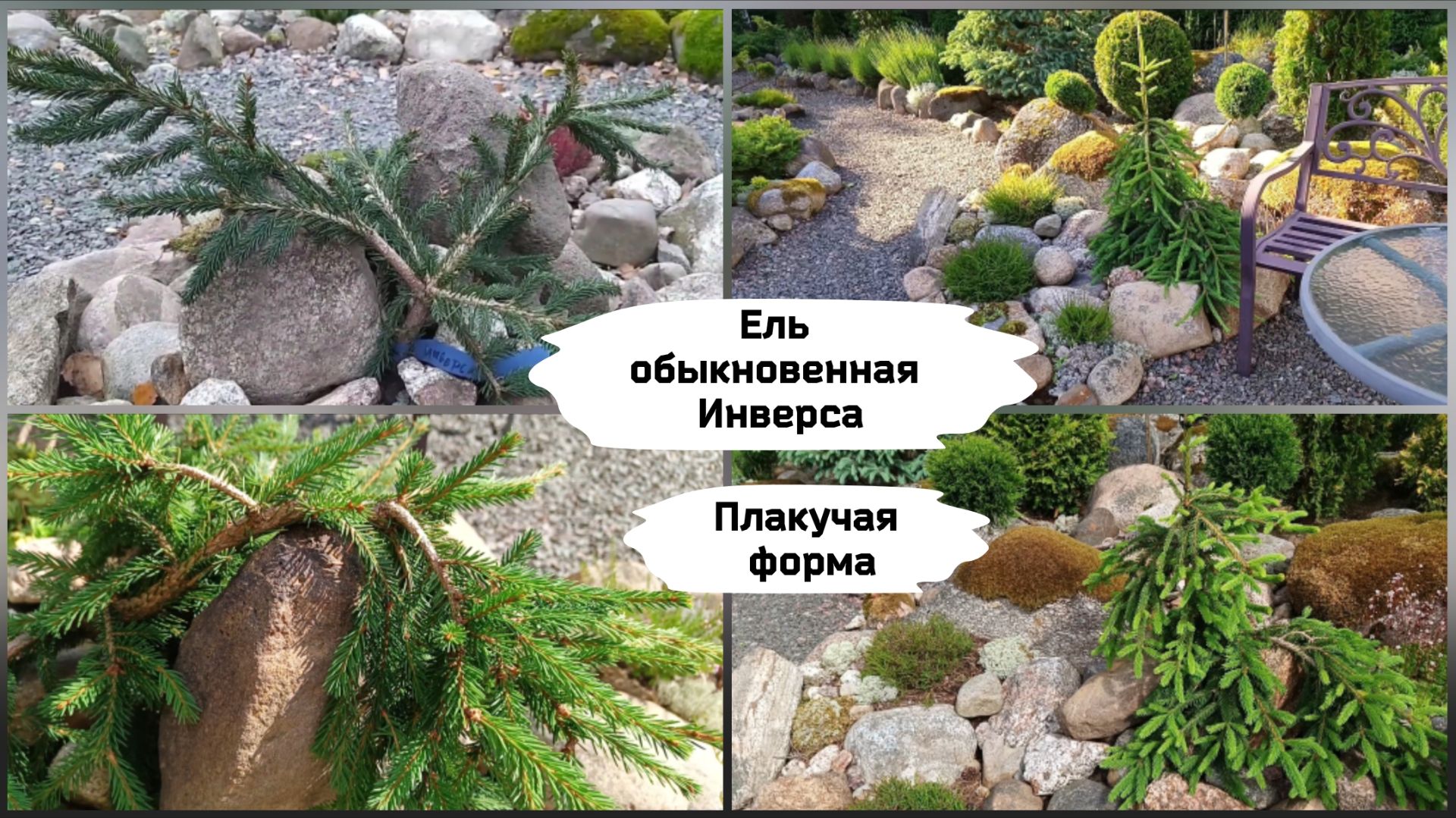 Ель обыкновенная Инверса смотреть онлайн