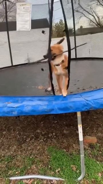 Хорошая палка смотреть онлайн