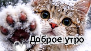 Доброе утро новые пожелания открытки