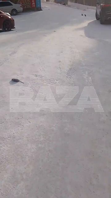 Аномальные морозы до −55°C ударили по Иркутской области — улицы заполонили трупы замёрзших крыс смотреть онлайн