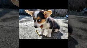 Алаверды (Алёна Далида)