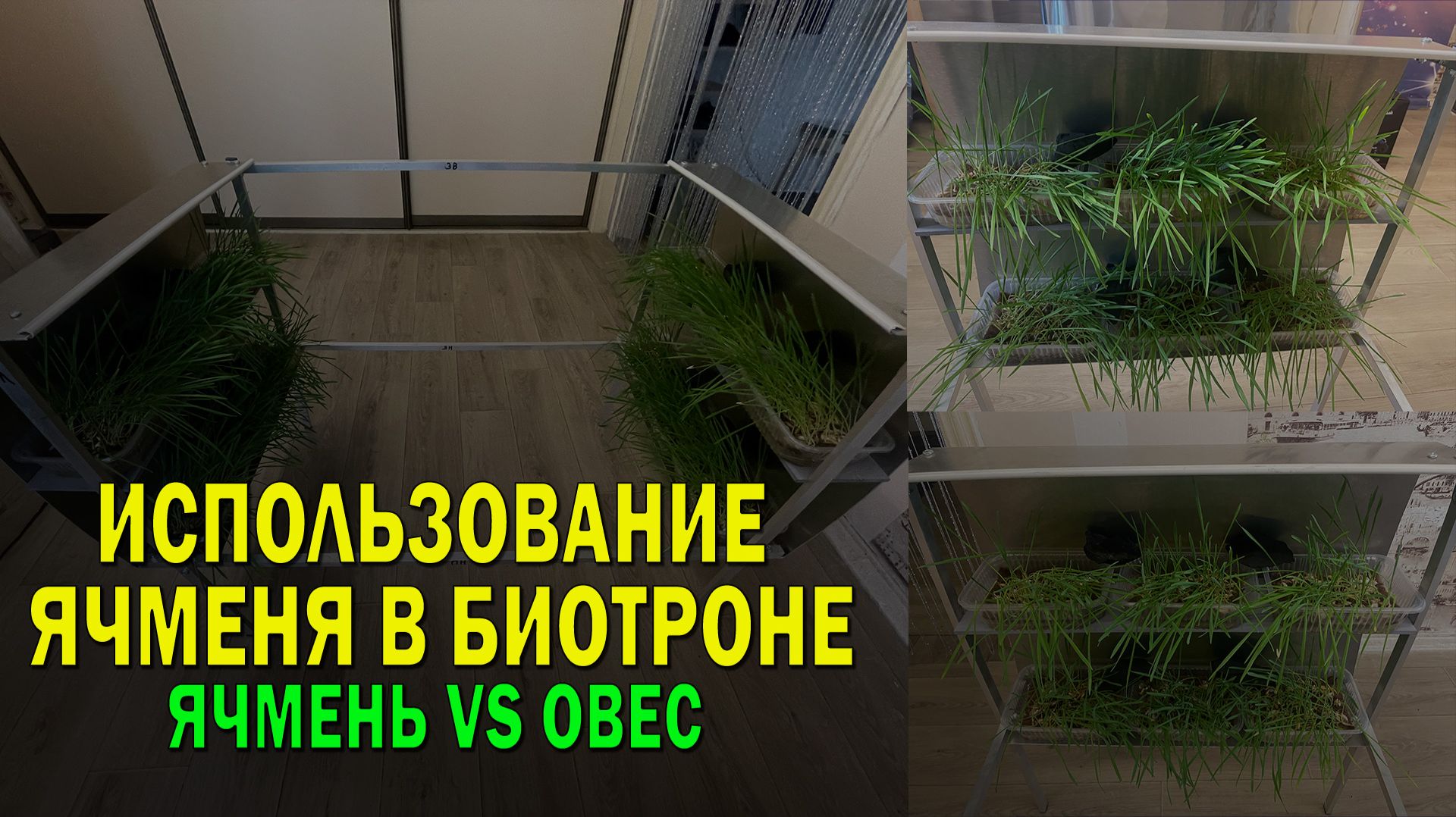 Сравнение измеренной эффективности ростков ячменя и овса в биотроне смотреть онлайн