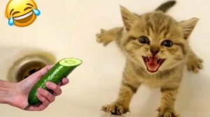 СМЕЙСЯ ДО СЛЁЗ 🤣 ВЕСЕЛАЯ ПОДБОРКА ПРИКОЛОВ С ЖИВОТНЫМИ😁