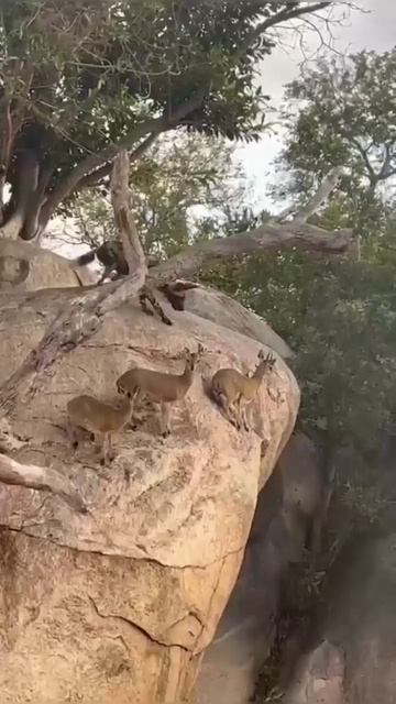 Спокойствие — главный путь к спасению!