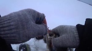 Зимняя рыбалка 2026 ! Ловля густеры со льда на течении! Рыбалка на Оке!