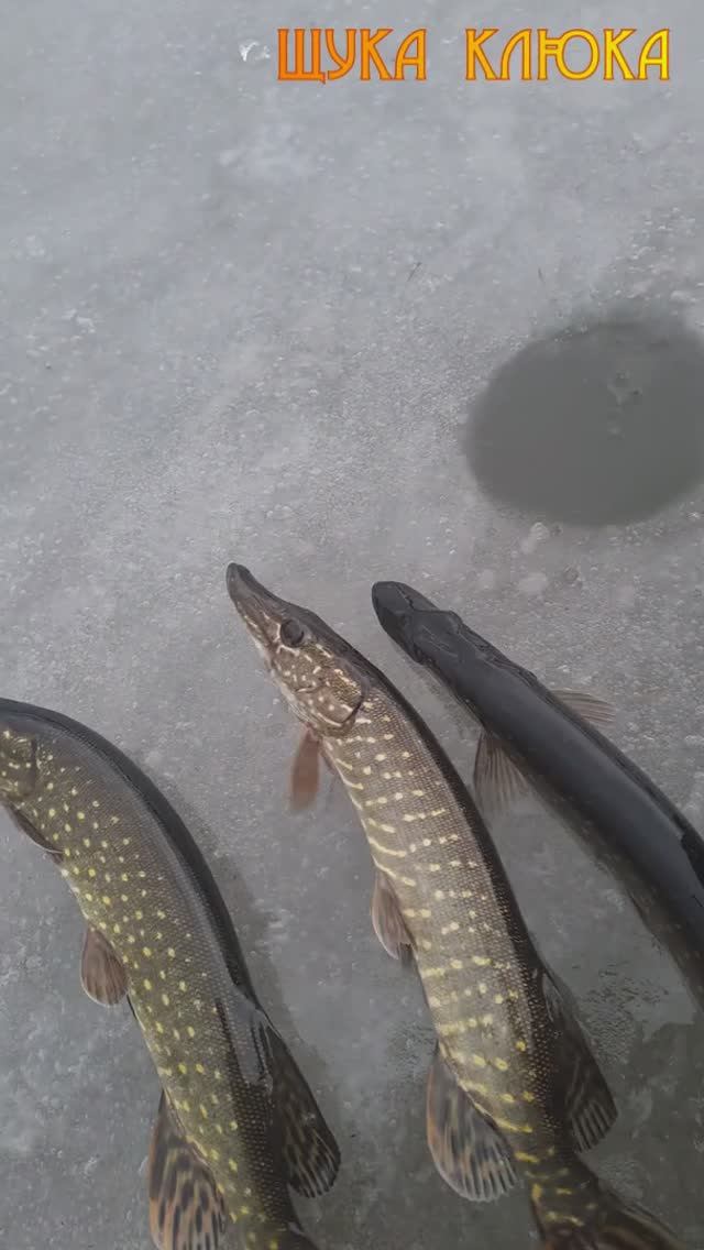 🔥 Трудно, но можно. Закончил зарыбление городского пруда 🔥 #рыбалка #щука #шортс #fishing смотреть онлайн