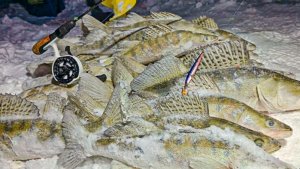 НАШЛИ ТОННУ РЫБЫ! Весь судак с ОДНОЙ ЛУНКИ! Рыбалка на Оби. Зимняя рыбалка 2026