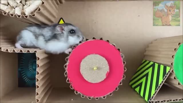 переди много органов, и маленький хомячок попал в ловушку органа, и пути назад нет смотреть онлайн