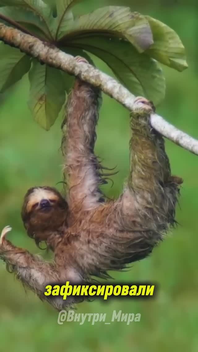 Короче бомж среди зверей.Ленивец — самое грязное животное на Земле смотреть онлайн