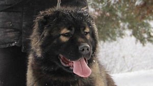 ГОРДЫЙ КНЯЖИЧ ЖИЗНЕННАЯ  СИЛА