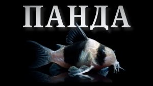 Коридорас Панда - сомик для новичков