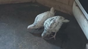 Самая холодная ночь. На день пришлось 3х месячных цыплят в дом забрать.  Яйцо для себя и не только.