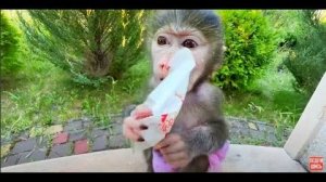 Ангелина и Люся открывают и лакомятся ВАШИМИ ПОДАРКАМИ, ДРУЗЬЯ!