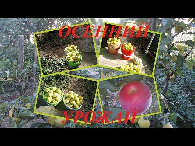 ПРОГУЛКИ ПО ОСЕННЕМУ САДУ, ДАРЫ ОСЕНИ, СБОР УРОЖАЯ смотреть онлайн