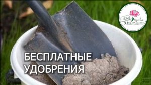 БЕСПЛАТНЫЕ УДОБРЕНИЯ.  ВСЕ О ЗОЛЕ И УГЛЕ