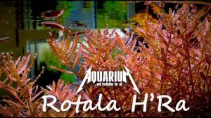 Ротала Хра - популярная огонь трава!