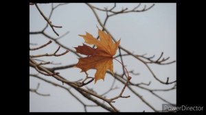 Осенний лист