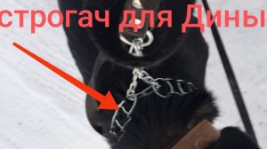 Для курочек новая грелка, а для Дины- строгач. Временная мера. Летать и падать надоело.